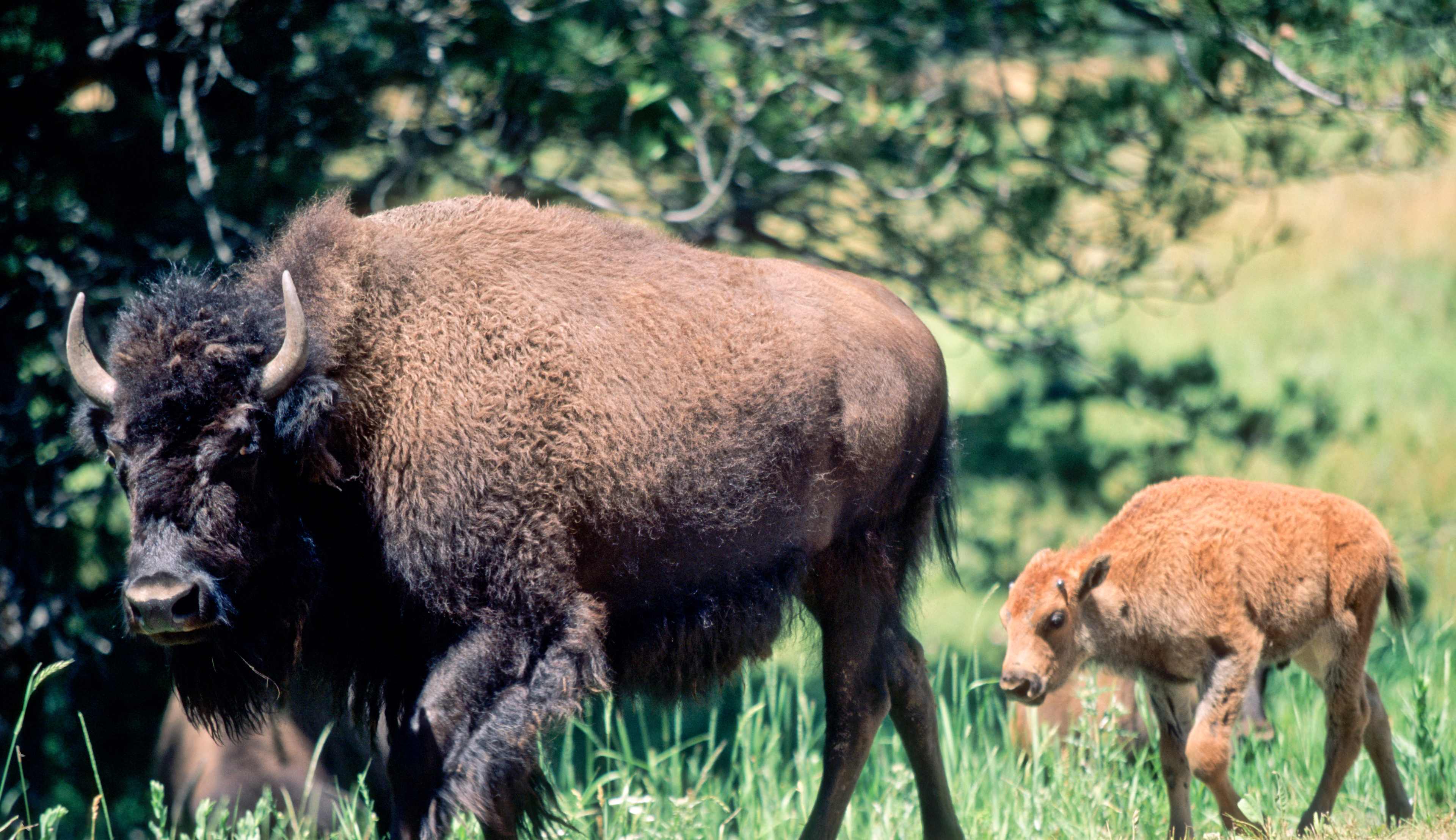 Bison and baby bison in Yellowstone National Park