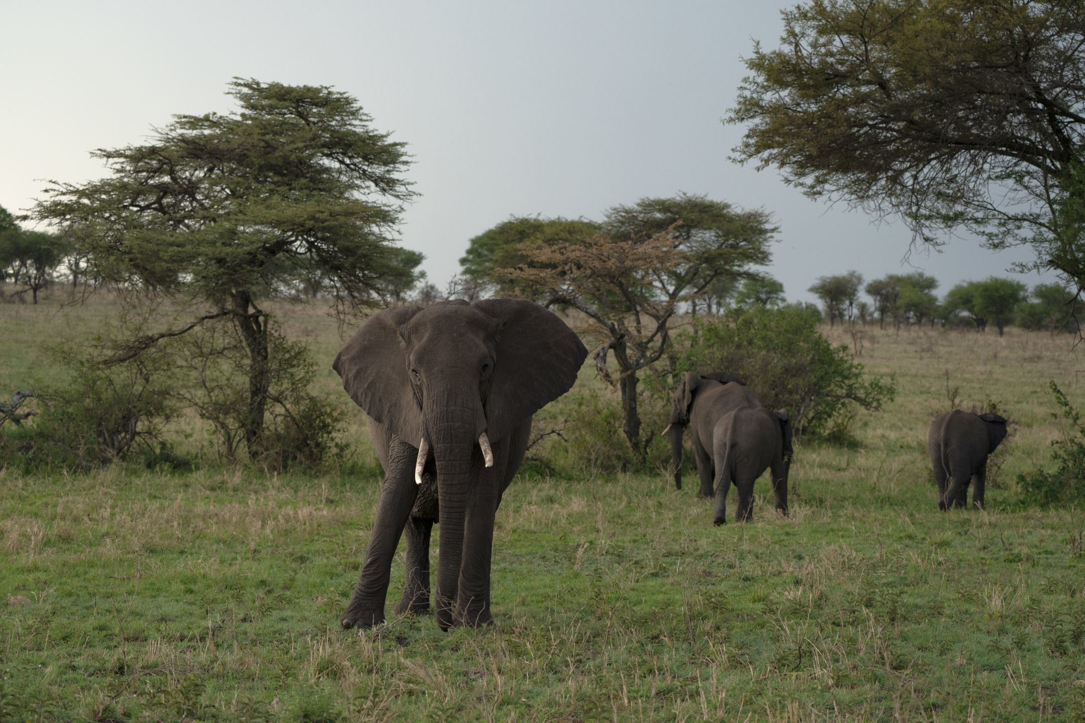 Serengeti-Elephants