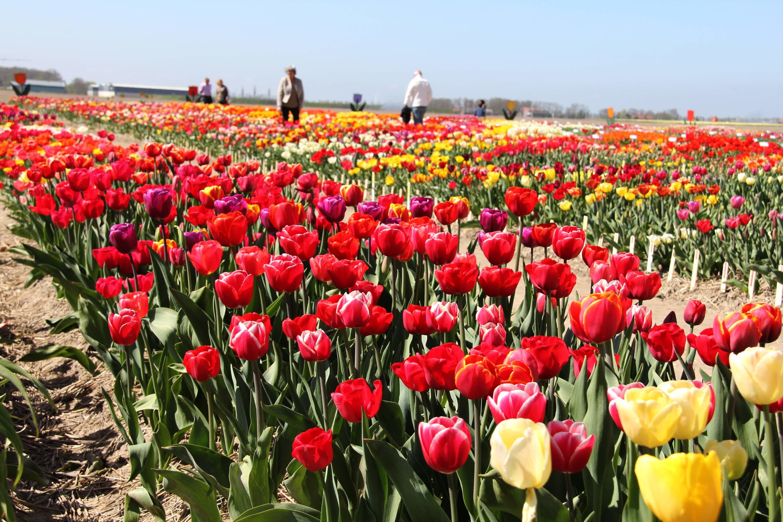 Tulips in the Netherlands | When is the Best Time to See the Fields