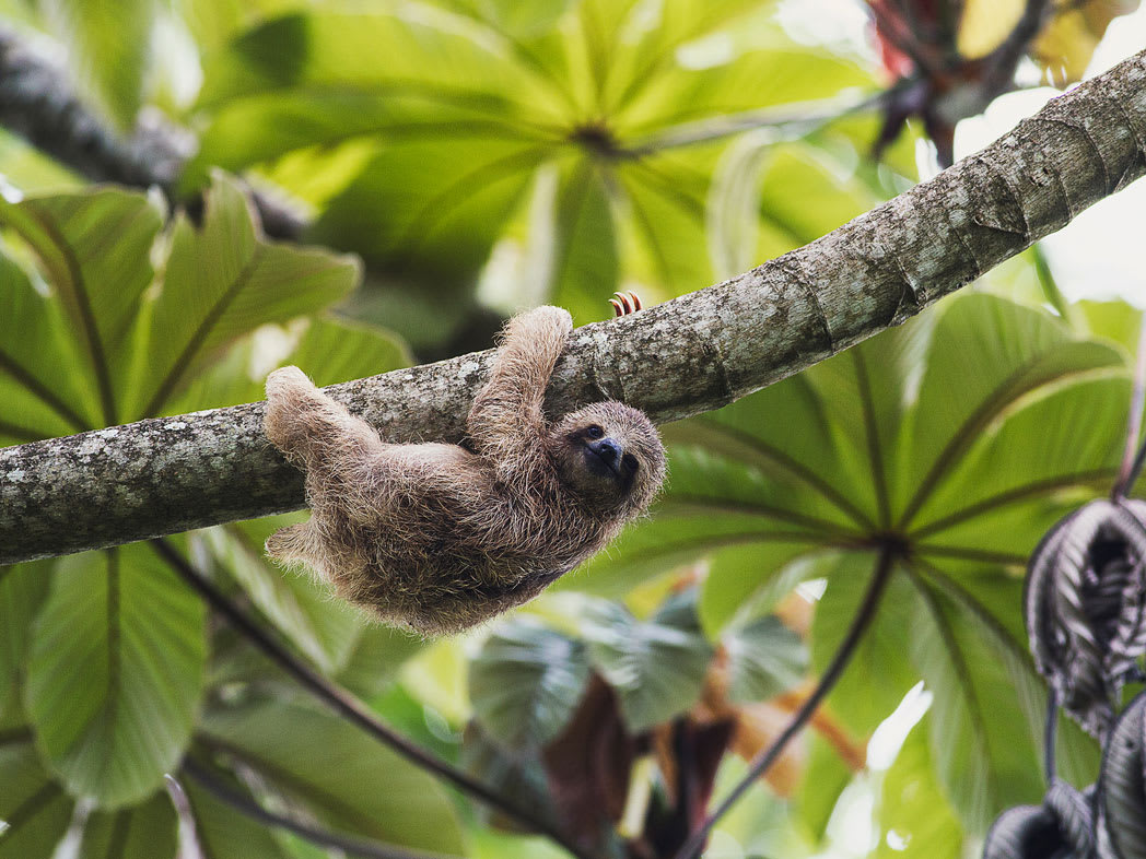 Photograph-by-Wave-Sloth