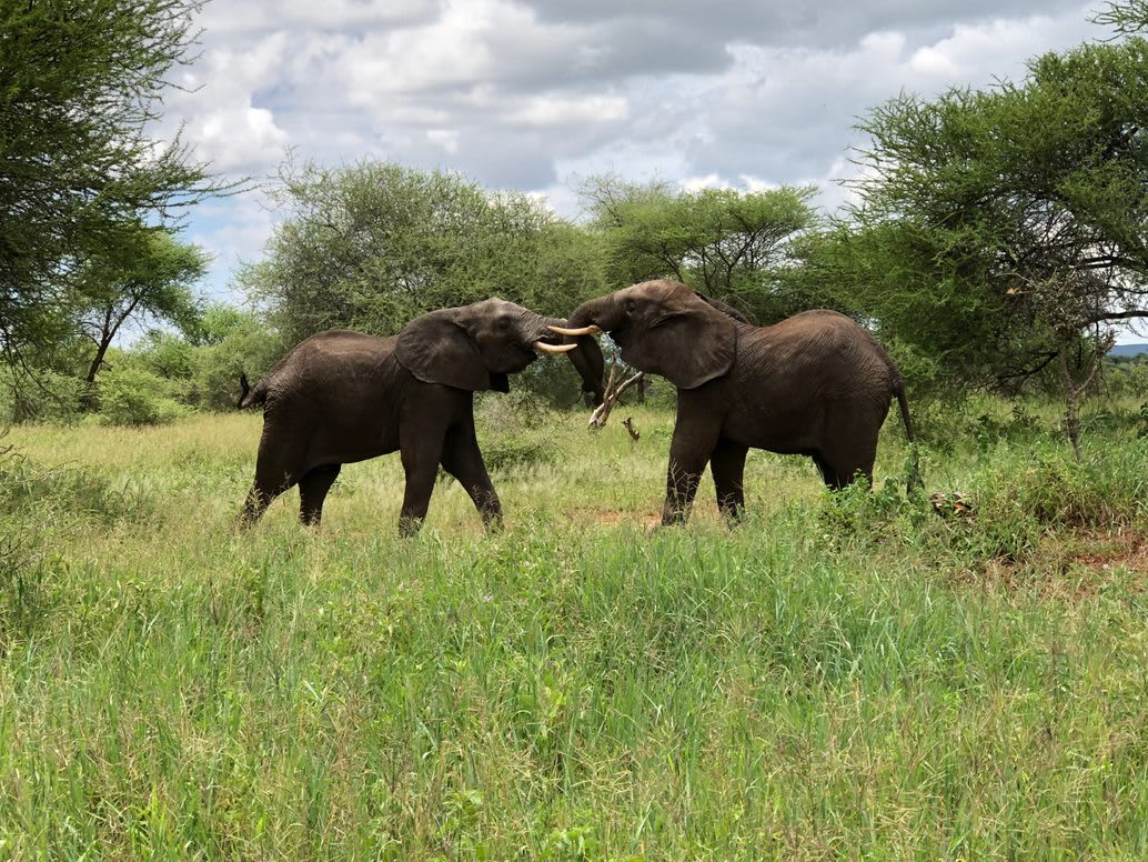 Elephants-Sparring-2