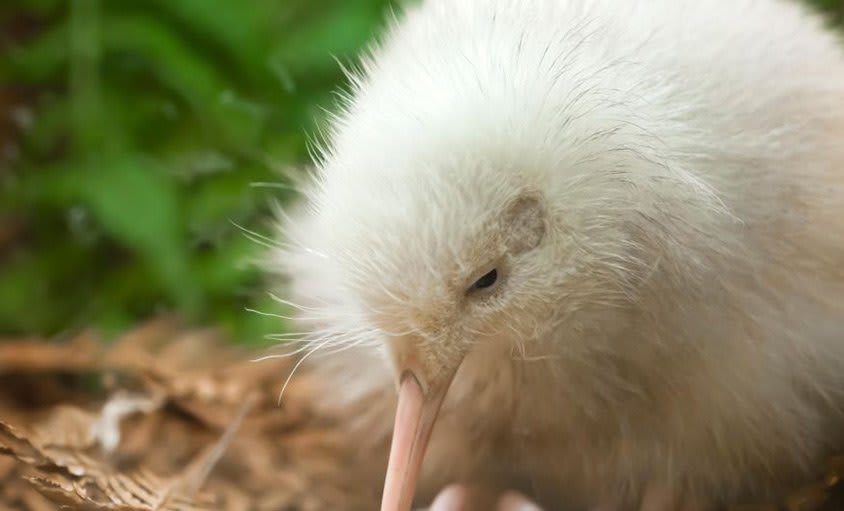 Manukura - The World's Only White Kiwi Bird