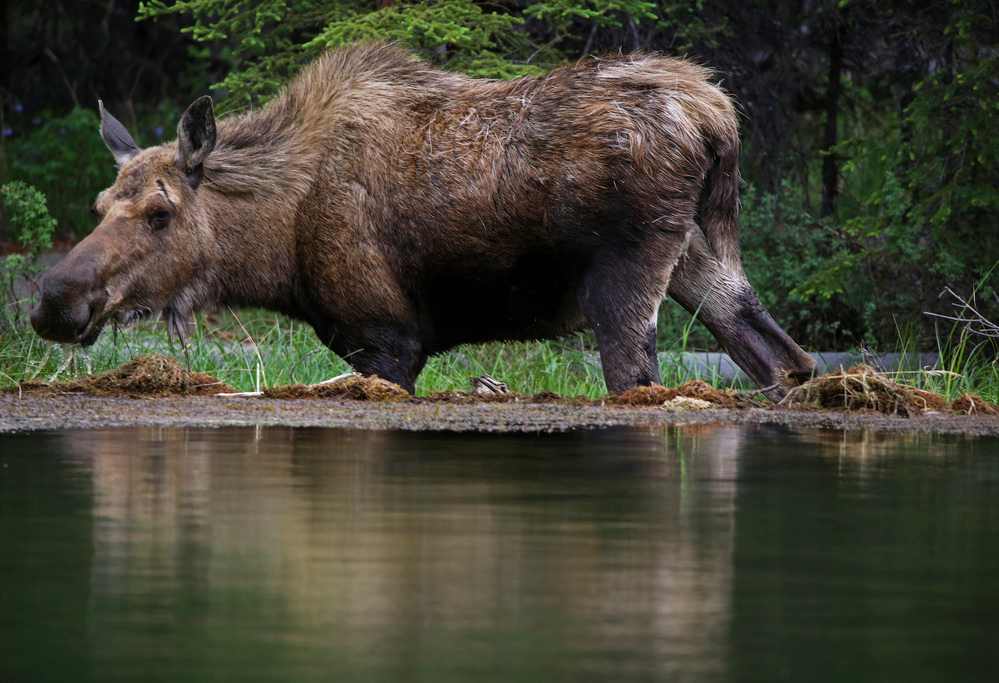 NA_Alaska_Denali-moose