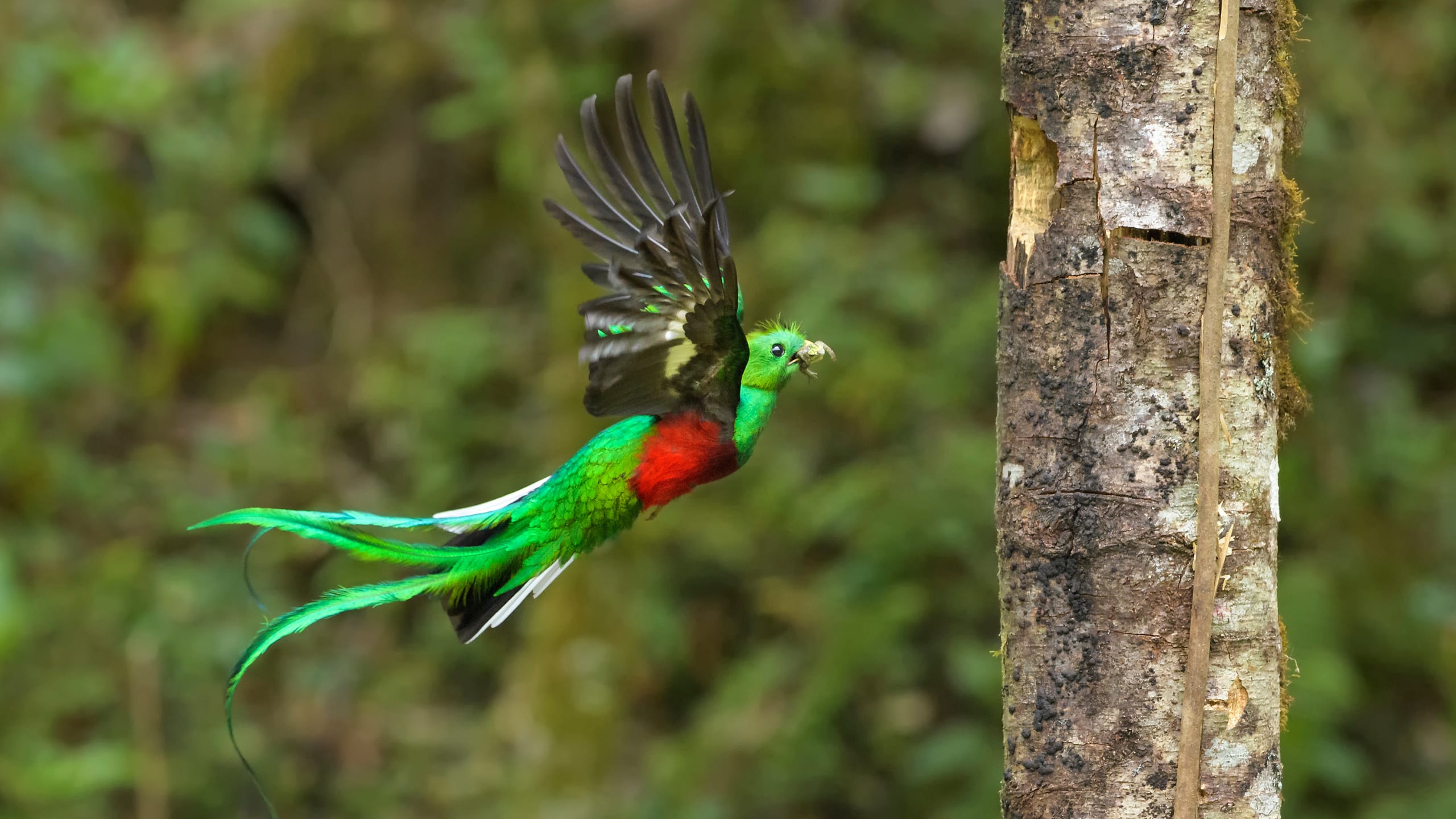 Top 10 Reasons to Get a Guide on Your Trip to Costa Rica