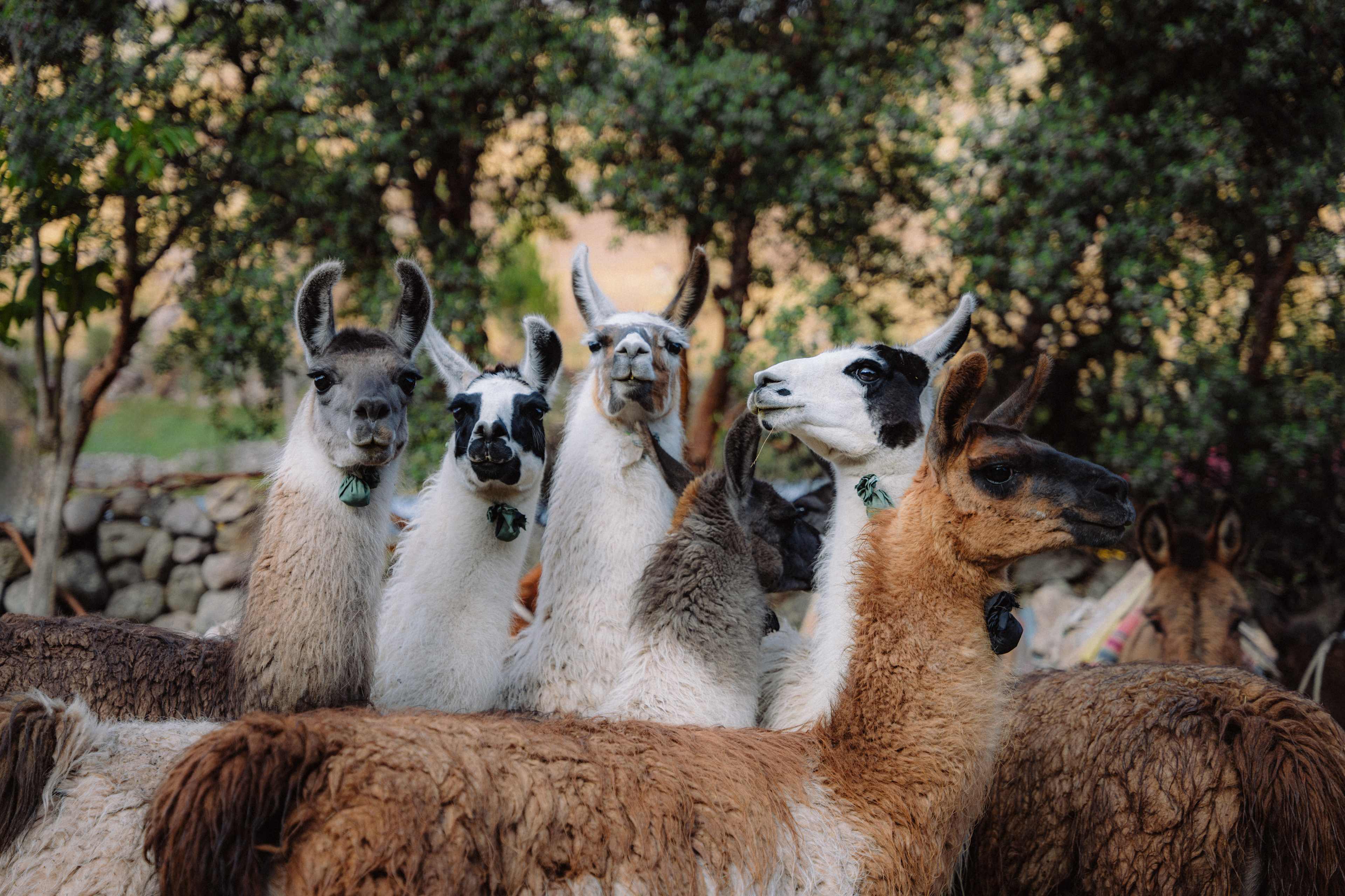 Peru Llamas