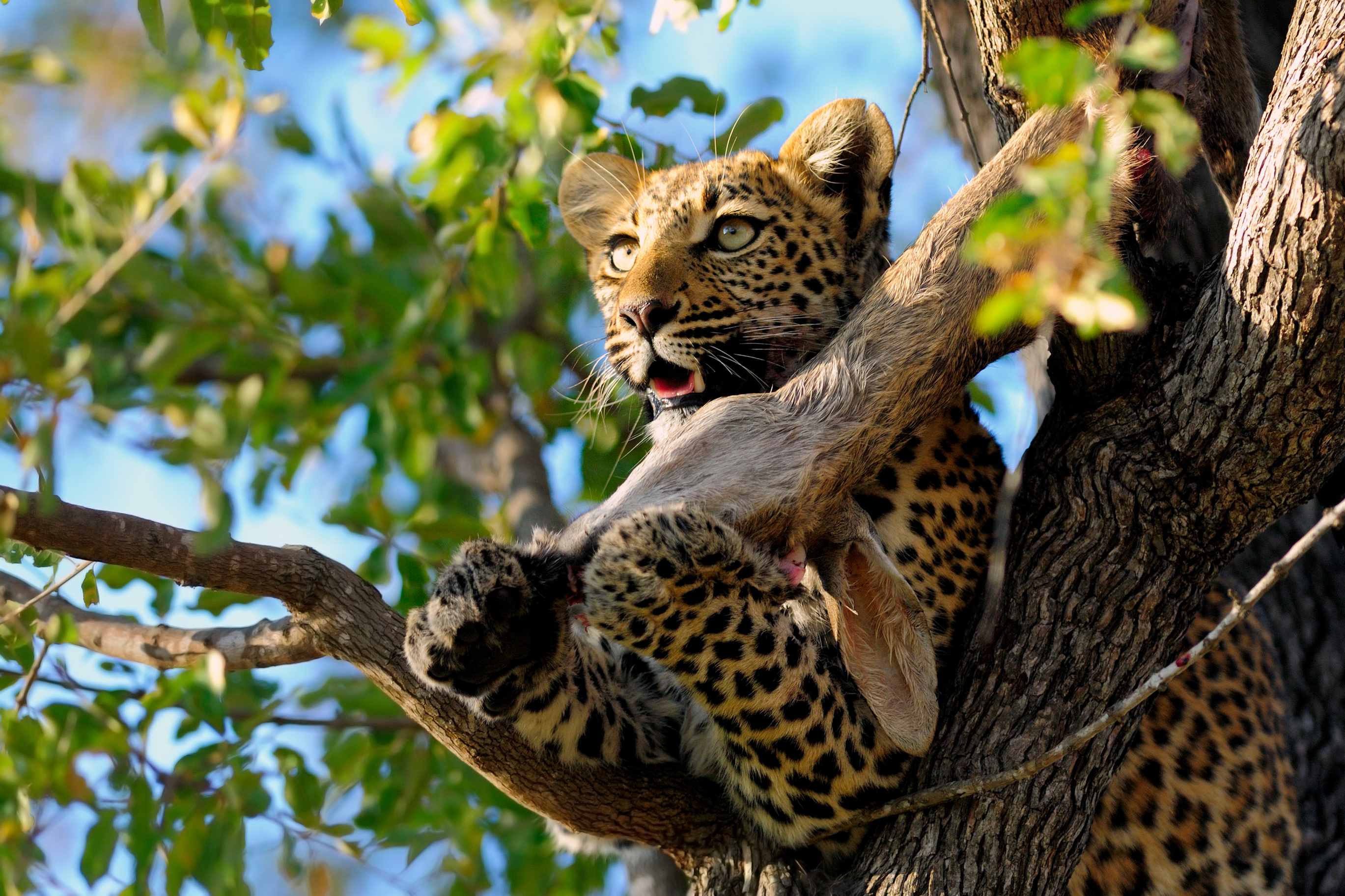 Kruger-National-Park_Leopard