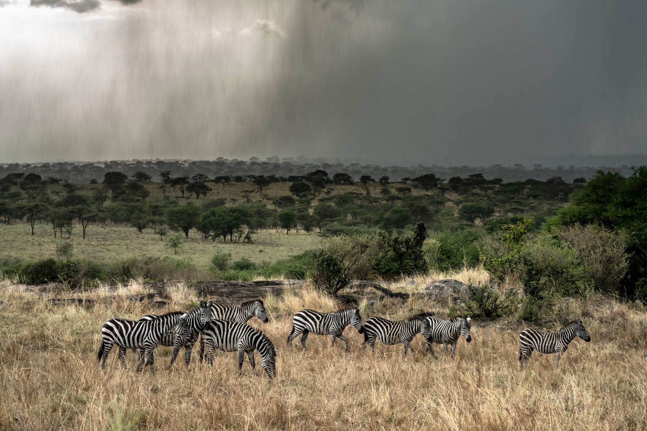 Zebras-with-Oncoming-Storm