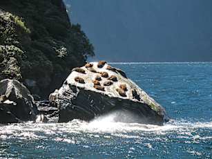 NZ_Kiwi-15