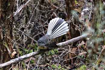 NZ_Kiwi-9