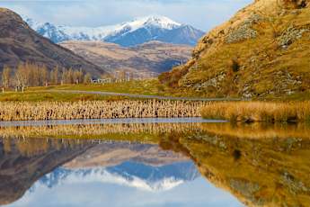 NZ_Winter_Rimu-4