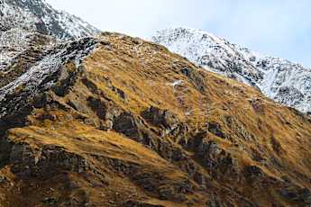 NZ_Winter_Rimu-5