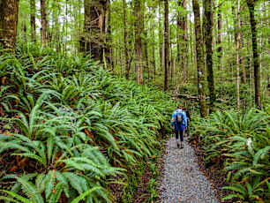 NZ_Winter_Rimu-69