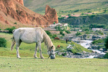 HM_Mustang-44