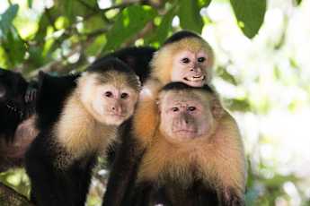 Photograph-by-Ale-Arias-White-faced-monkeys