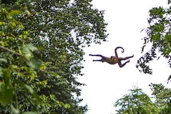 Photograph-by-Alex-Arias-Spider-monkey