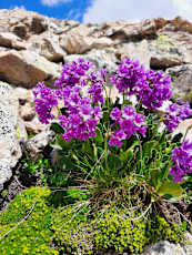 Flowers_altitude_4-1