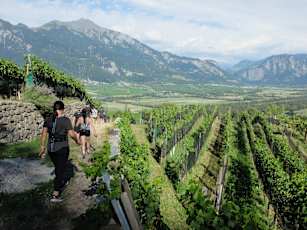 Vineyards_Bad-Ragaz