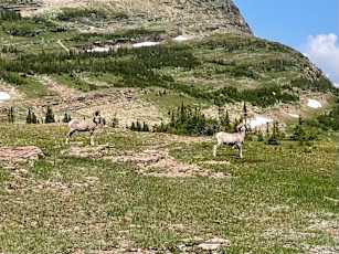 Glacier-Adult-13