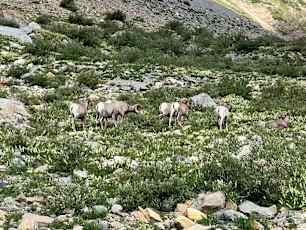 Glacier-Adult-21