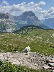 Glacier-Adult-42