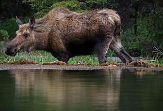 NA_Alaska_Denali-moose