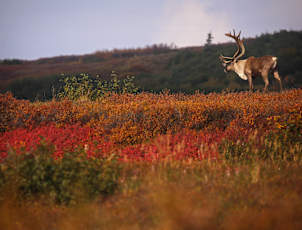 NA_Alaska_Denali-moose2