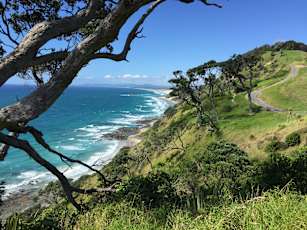 NZ_Kauri-1