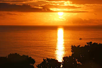 NZ_Kauri-16