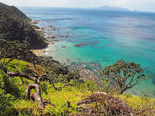 NZ_Kauri-20
