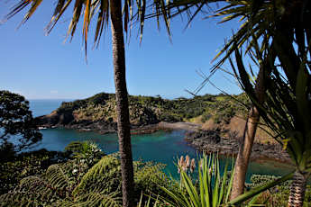 NZ_Kauri4