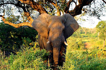Kruger-National-Park_African-Elephant