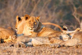Kruger-National-Park_Lion-Pride