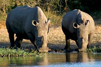 Kruger-National-Park_Rhinos-
