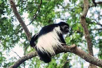 Blue-Monkey-2-v2