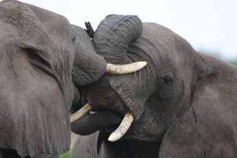 Elephants-Sparring