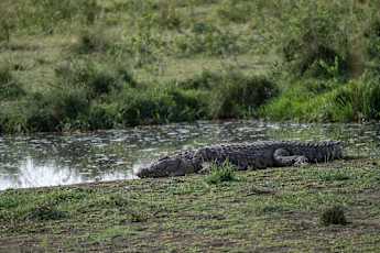 Serengeti-Alligator