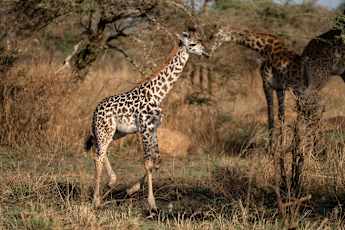 Serengeti-Baby-Giraffe