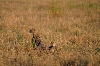 Serengeti-Cheetahs