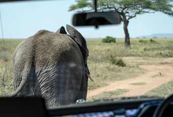 Serengeti-Elephant-Crossing