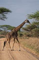 Serengeti-Giraffe-2