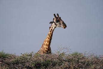 Serengeti-Giraffe