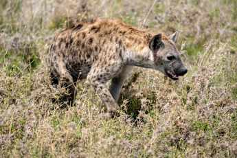 Serengeti-Hyena