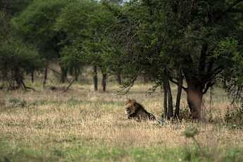Serengeti-Lion
