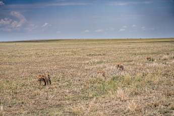 Serengeti-Migrating-Lions