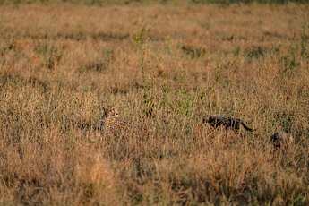 Serengeti-mum-Cheetah-w-Cubs