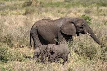 Serengeti-Mumma-Elephant-w-Calves