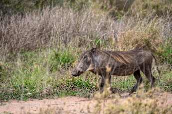 Serengeti-Wildebeest