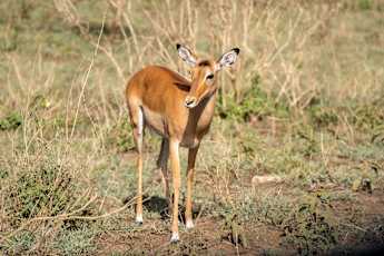 Serengeti-Wildlife