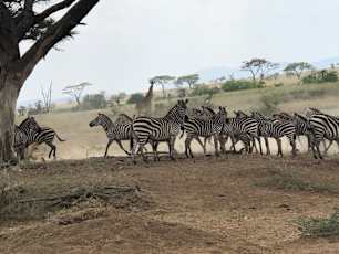 Zebra-Serengeti