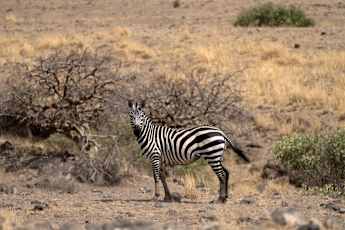 Zebra